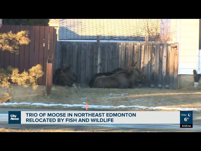 Trio of moose relocated from North East Edmonton