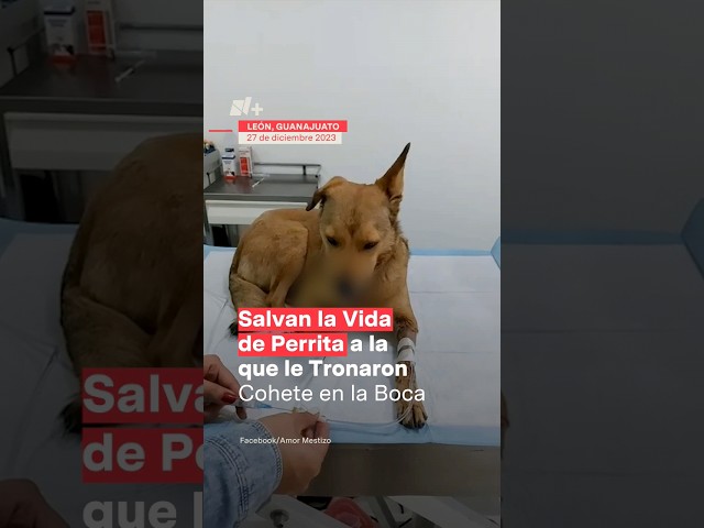 Salvan la vida de perrita a la que le tronaron un cohete en la boca - N+ #Shorts