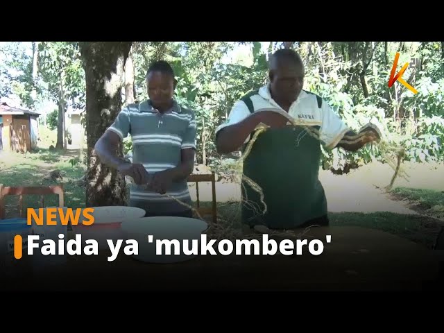 Mkulima Kakamega atumia ''mukombero' kutengeneza chai, juisi na mvinyo