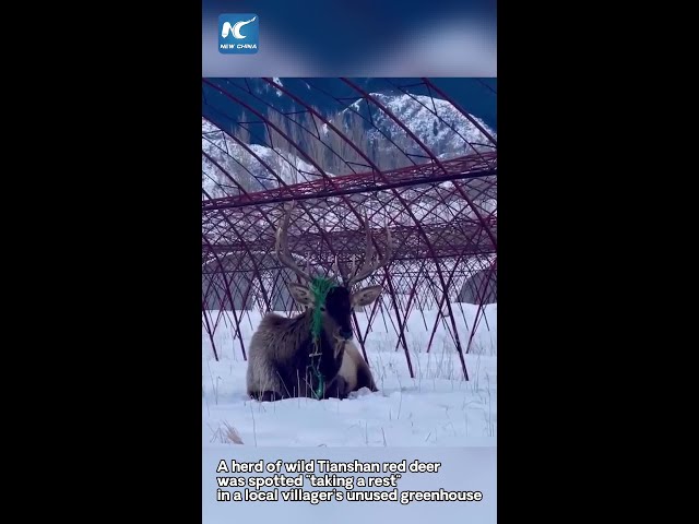 Herd of wild red deer spotted in China's Xinjiang