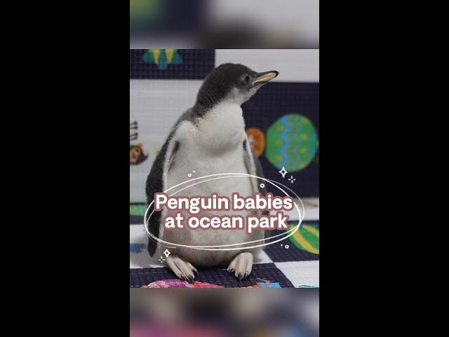 7 penguin babies born at ocean park in Shanghai