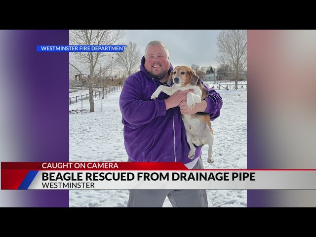 Westminster firefighters reunite beagle with owner