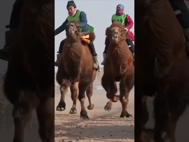 10,000 camels compete at China fair