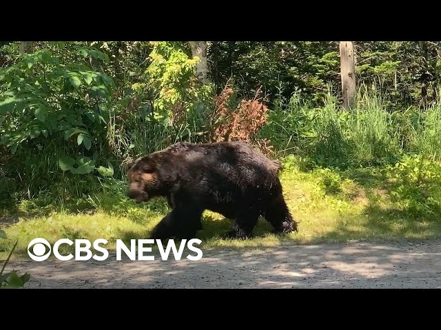 Why Japan is seeing record number of bear attacks