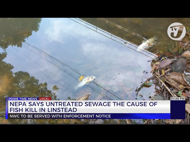 NEPA Says Untreated Sewage the Cause of Fish Kill in Linstead | TVJ News