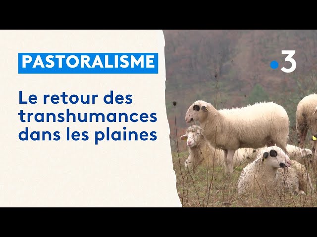 Le retour de la transhumance pour  débroussailler les plaines