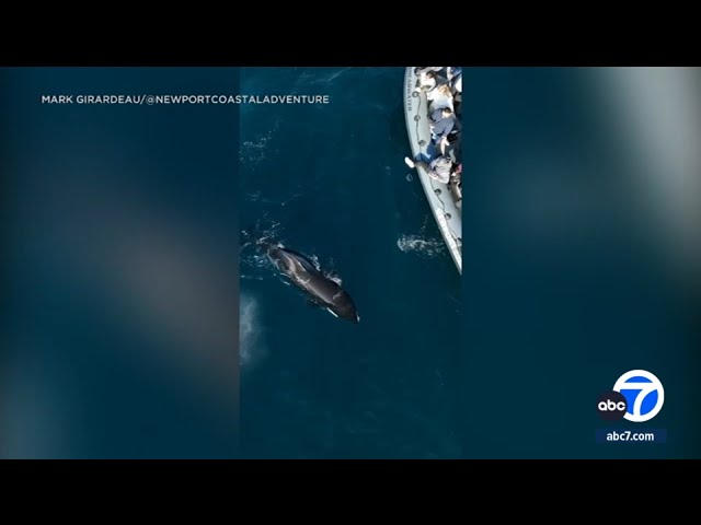 More orcas being spotted off SoCal's coast