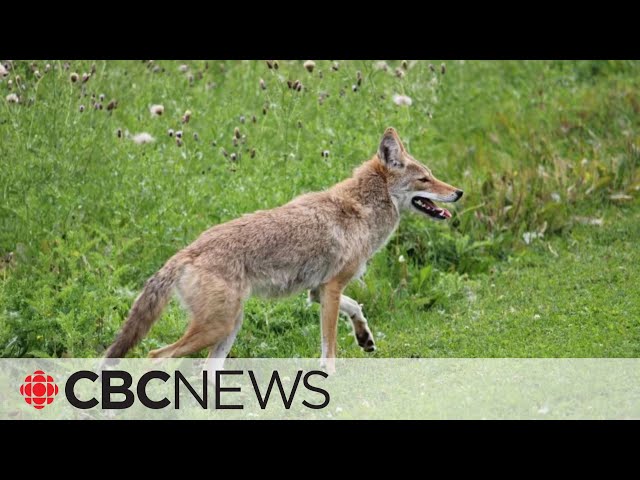 Coyote attacks 11-year-old girl in southern Alberta