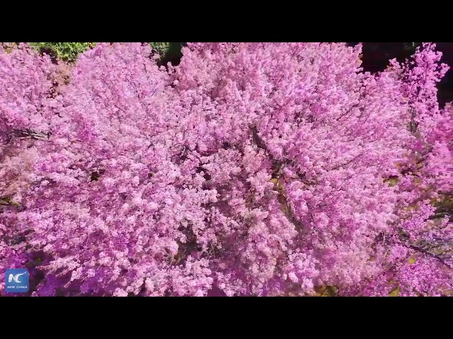 Winter blossoms in Dali: A pink symphony under the sun