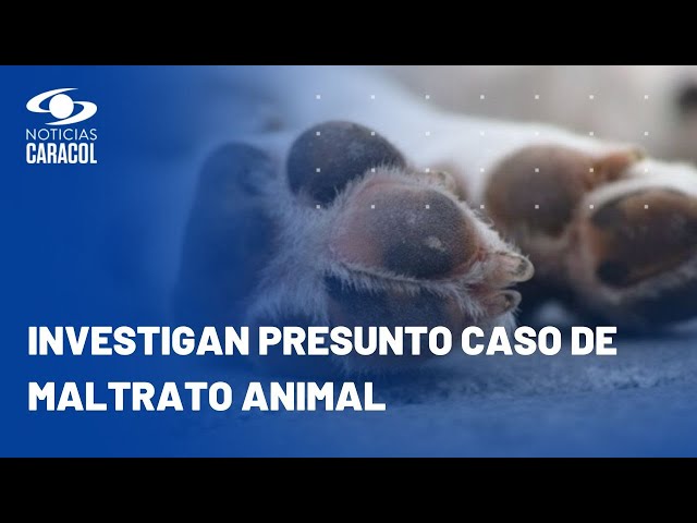 Perrito desesperado por estar encerrado se lanzó desde un quinto piso