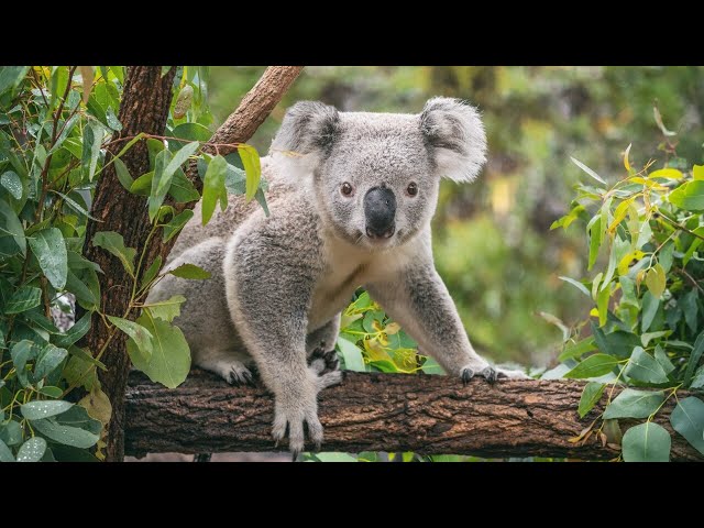 Four koalas born in South Australia hailed as potential saviour of the species