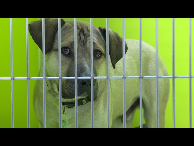 2023 an overwhelming year for Alberta's animal shelters