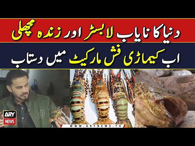 Duniya ka nayab Lobster aur Zinda Machli ab Kemari Fish Market main Dastiyab | Sea food Street