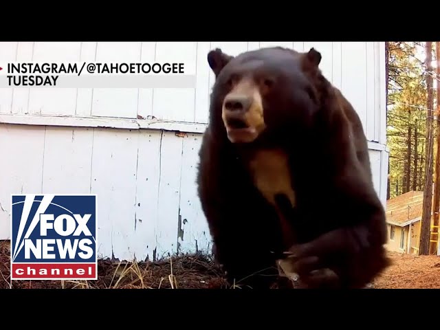 WATCH: Man evicts bear from crawl space with a paintball gun