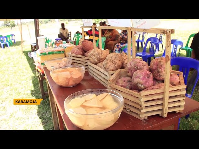 Fighting malnutrition among children in Karamoja- Farmers told to grow orange-fleshed sweet potatoes