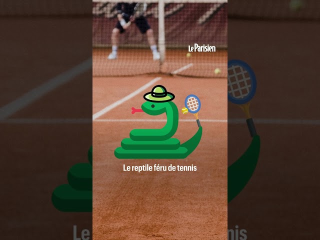 Un serpent mortel interrompt un match de tennis en Australie