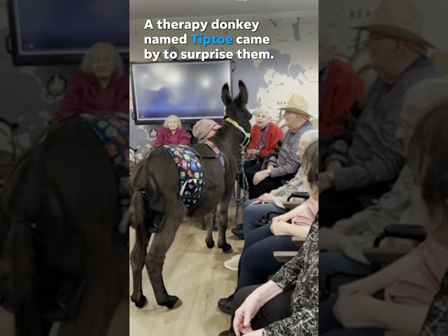 Adorable therapy donkey Tiptoe visits, brings joy to senior living facility residents #Shorts