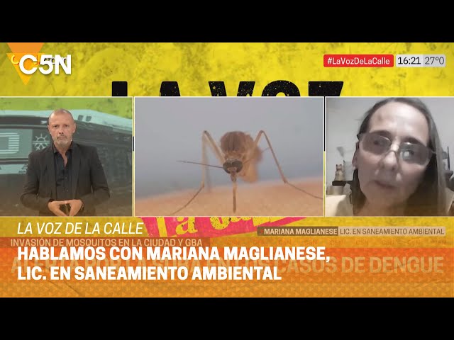 INVASIÓN de MOSQUITOS en la CIUDAD y GBA: cuáles son las RAZONES de este FENÓMENO