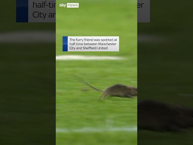 Say cheese! Rodent invades pitch