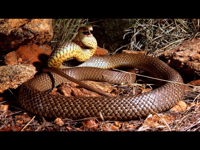 Deadly snake interrupts tennis match in Brisbane