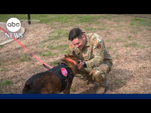 Retired military dog reunites with previous owner