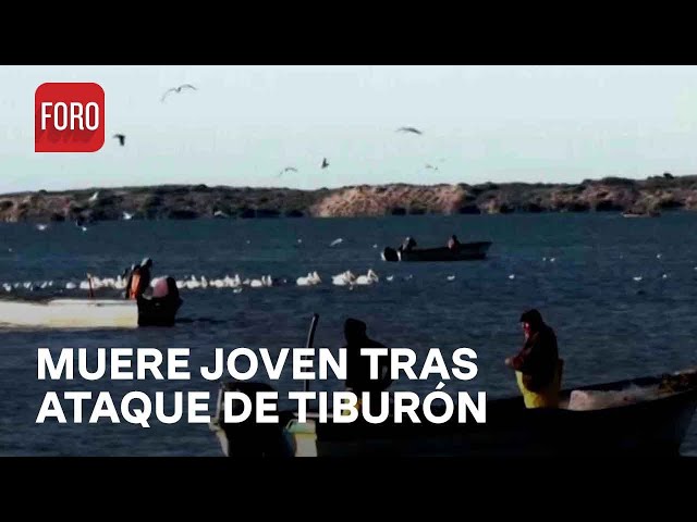 Muere pescador por ataque de tiburón en Huatabampo, Sonora - Las Noticias