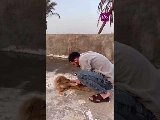 في ظل الظروف القاسية شاب يعتني في كلب مصاب داخل القطاع