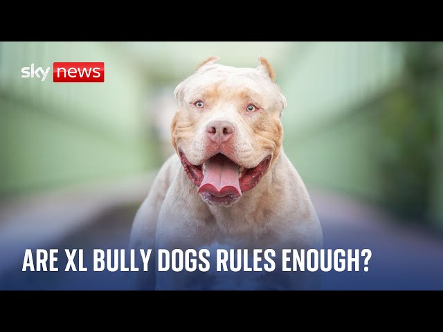 New rules come in for XL bully dogs  - but are they enough?