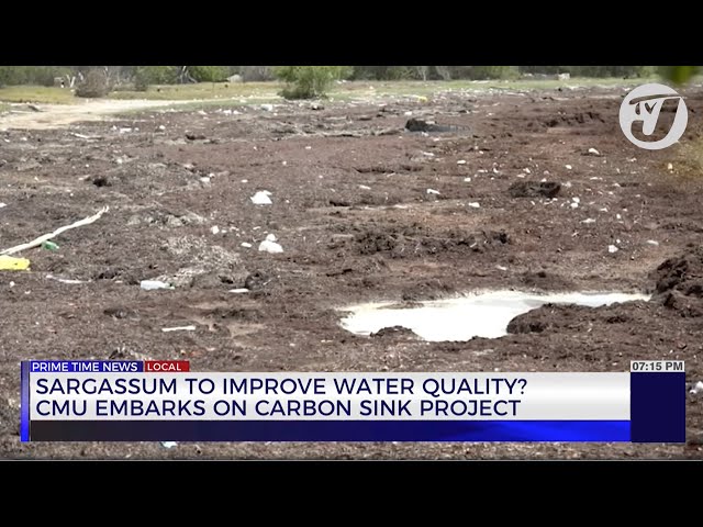 Sargassum to Improve Water Quality CMU Embarks on Carbon Sink Project | TVJ News