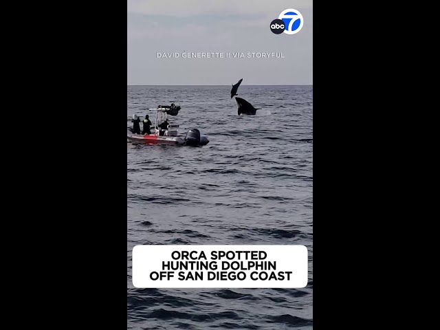 Orca spotted hunting dolphin off San Diego coast