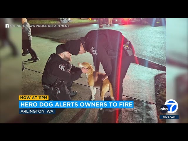 Hero dog alerts owners to house fire: 'I love her to death'