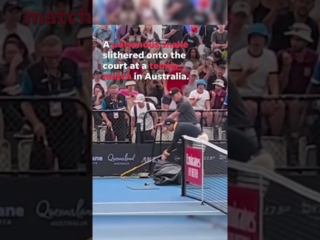 Poisonous snake slithers onto tennis court sending players fleeing #shorts