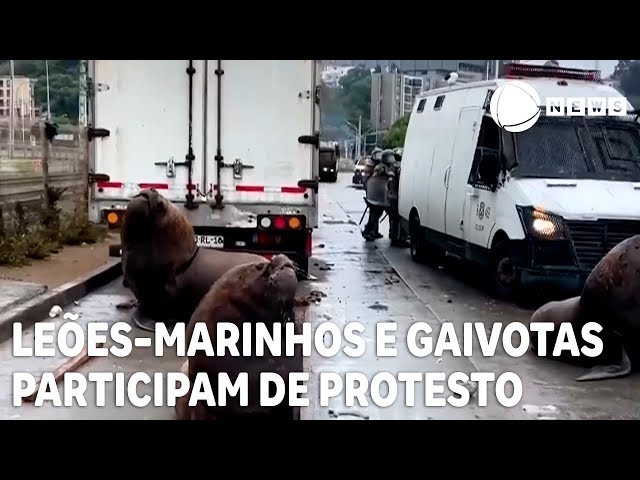 Leões-marinhos e gaivotas "participam" de protesto no Chile