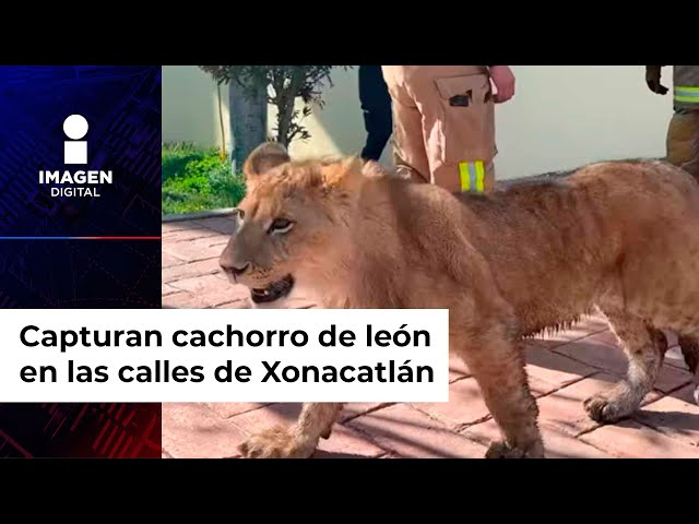 Capturan cachorro de león en las calles de Xonacatlán