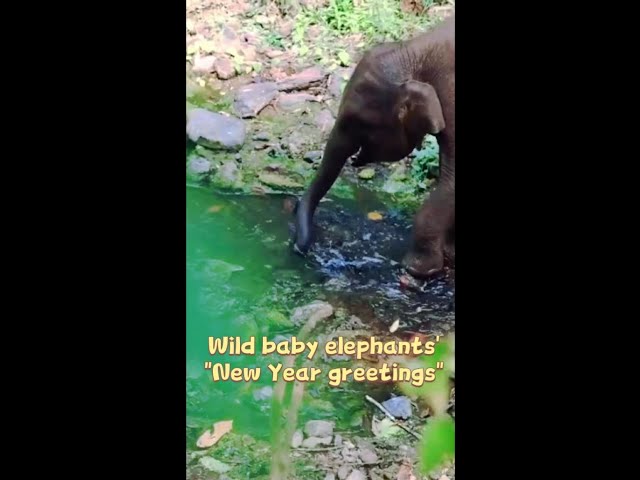 Wild baby elephants send "New Year greetings" from China's Yunnan