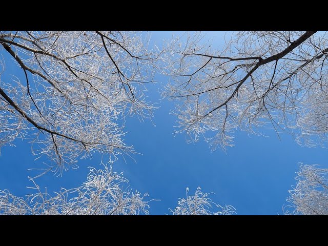 Live: Splendid winter view at Wusu Foshan National Forest Park in NW China's Xinjiang - Ep.2