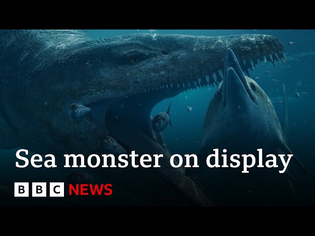 ⁣Colossal pliosaur sea monster skull goes on display - BBC News