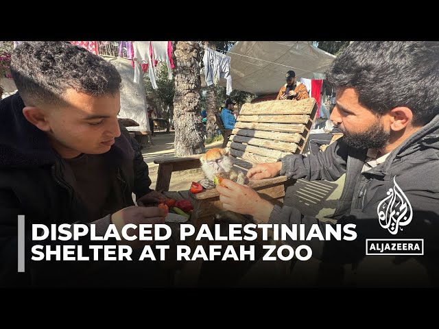 Palestinians shelter among starving animals at forlorn Rafah zoo