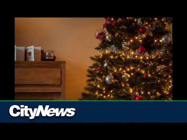 Making the most of your tree after Christmas