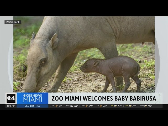 Zoo Miami celebrates birth of endangered babirusa