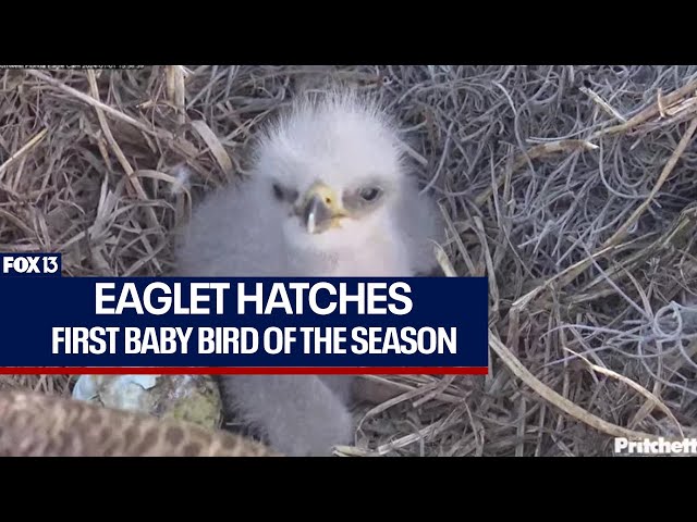 Southwest Florida Eaglet hatches