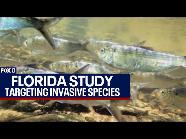 Florida next invasive species threat: Study