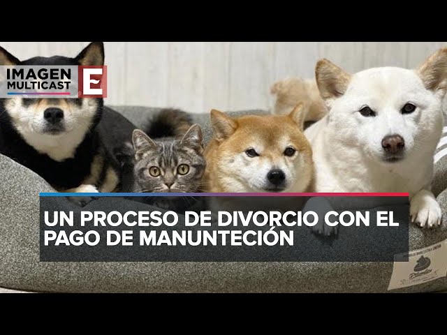 Condenan a hombre a pagar 'pensión alimenticia' a cinco perros y un gato