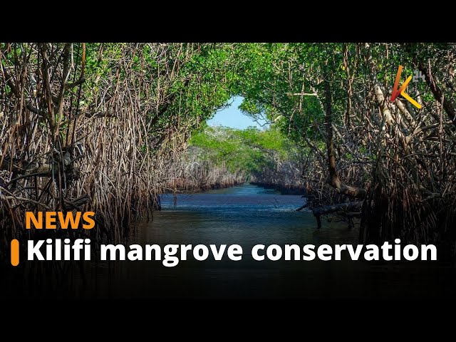 Restoration of the mangrove forest with Ksh 10b support from World Bank