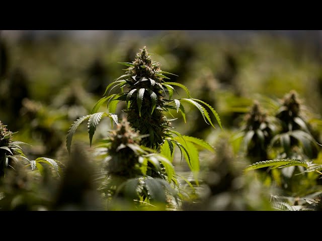 'Mediocre arguments': One in 10 Cannabis Senate inquiry submissions written by AI