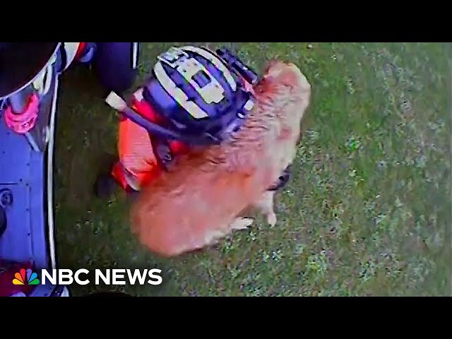 Video shows Coast Guard rescuing dog that had fallen off a cliff