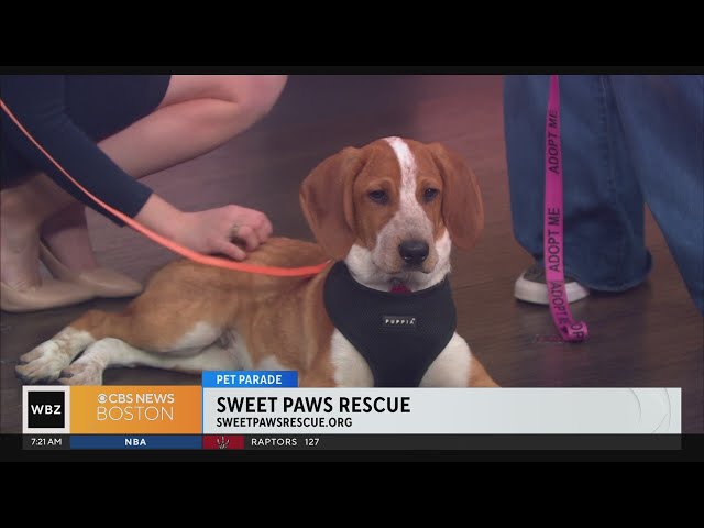 Pet Parade: Sweet Paws Rescue