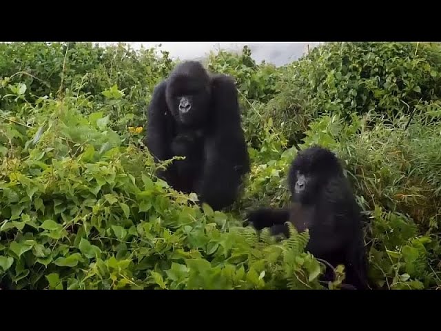 Buena nueva para el reino animal: crece la población de gorilas de montaña de Ruanda