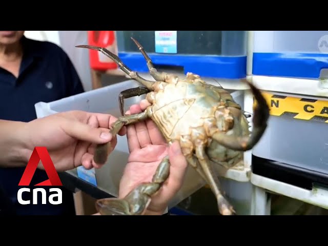 Urban farmers in Singapore growing crabs in plastic drawers at home