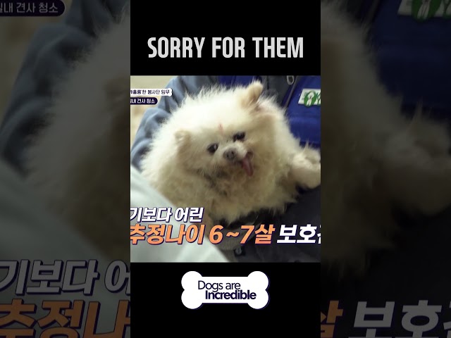 SORRY FOR THEM  #Dogsareincredible #개는훌륭하다 #Ep200 | KBS WORLD TV 240103